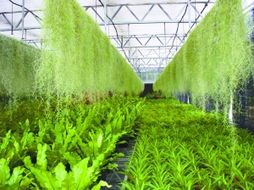 21世纪世界经济新引擎 中国农业与初级农产品加工的双轮驱动