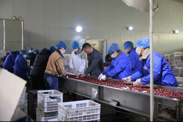 和田 红枣飘香铺就致富路，初级加工点亮产业新希望