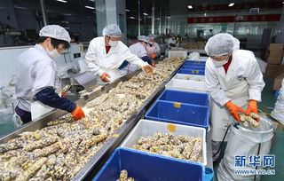河北万全 工业化鲜食玉米加工让传统农产品变身“致富金粒”