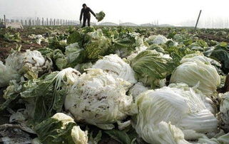 为何农村初级农产品加工赚钱难 困境与出路