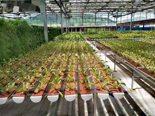 市农业农村局公布首批60家长三角绿色农产品生产加工供应示范基地，聚焦初级农产品加工